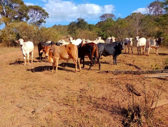 Imagem Fazenda à Venda, 12 m² em Zona Rural - Padre Bernardo Imagem Fazenda à Venda, 12 m² em Zona Rural - Padre Bernardo
