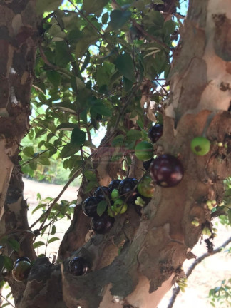 Imagem Chácara com 2 Quartos à Venda, 2 m² em Jardim Valparaíso - Boituva