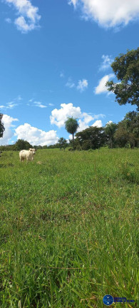 Imagem Fazenda à Venda, 75 m² em Zona Rural - Mozarlândia Imagem Fazenda à Venda, 75 m² em Zona Rural - Mozarlândia