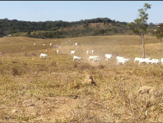 Imagem Fazenda à Venda, 411 m² em Nobres Imagem Fazenda à Venda, 411 m² em Nobres