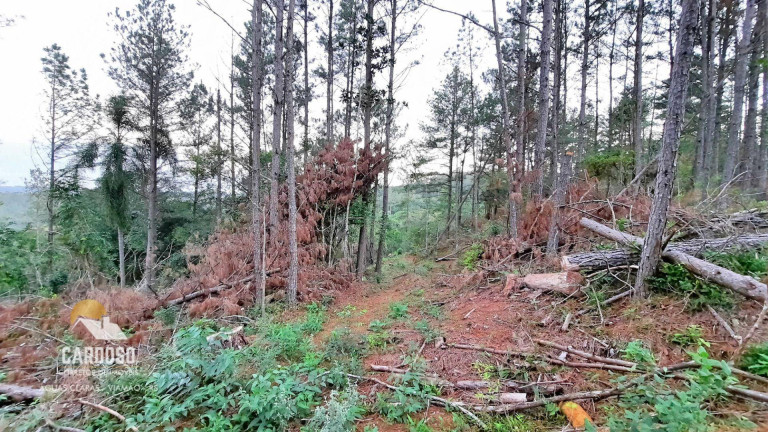 Imagem Fazenda à Venda, 46.000 m² em águas Claras - Viamão Imagem Fazenda à Venda, 46.000 m² em águas Claras - Viamão