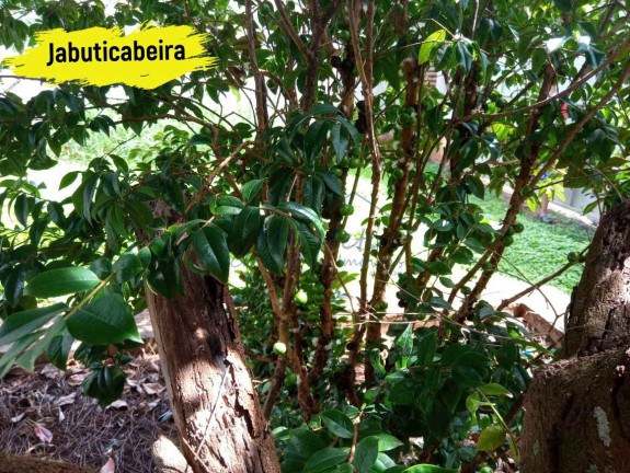 Imagem Terreno à Venda, 250 m² em Jardim Limoeiro - Pirassununga Imagem Terreno à Venda, 250 m² em Jardim Limoeiro - Pirassununga