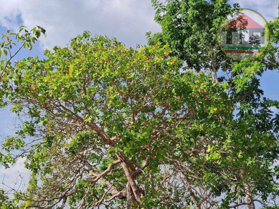 Imagem Fazenda à Venda, 968.000 m² em Zona Rural - Marabá Imagem Fazenda à Venda, 968.000 m² em Zona Rural - Marabá