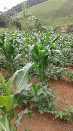 Imagem Terreno à Venda, 1.900 m² em Taubaté Imagem Terreno à Venda, 1.900 m² em Taubaté