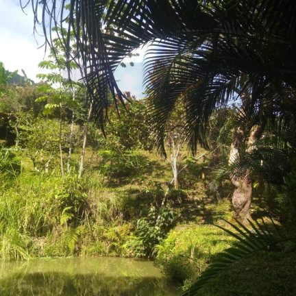 Imagem Chácara com 3 Quartos à Venda, 2.000 m² em Enseada - São Sebastião Imagem Chácara com 3 Quartos à Venda, 2.000 m² em Enseada - São Sebastião