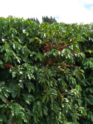 Imagem Fazenda à Venda, 248 m² em Ribeirão Preto Imagem Fazenda à Venda, 248 m² em Ribeirão Preto