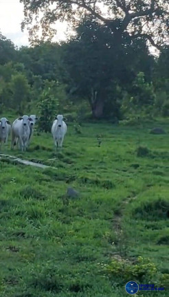 Imagem Fazenda à Venda, 375 m² em Zona Rural - Cocalinho Imagem Fazenda à Venda, 375 m² em Zona Rural - Cocalinho