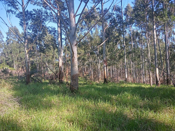 Imagem Chácara à Venda, 29.000 m² em Pimenta - Viamão