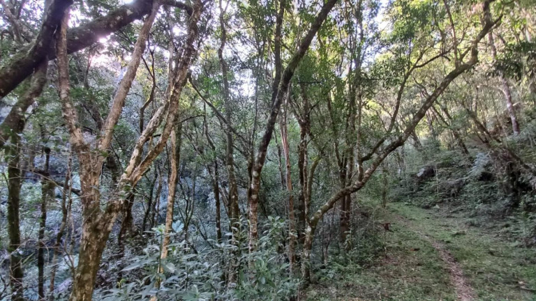 Imagem Imóvel com 3 Quartos à Venda, 11 m² em Olaria - Bocaiúva Do Sul Imagem Imóvel com 3 Quartos à Venda, 11 m² em Olaria - Bocaiúva Do Sul