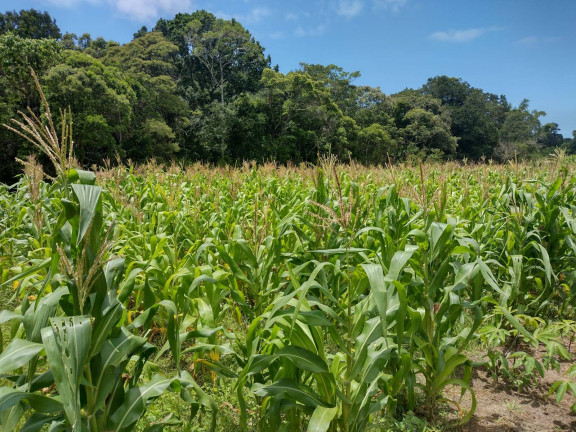 Imagem Fazenda à Venda, 80 m² em São João Do Rio Vermelho - Florianópolis Imagem Fazenda à Venda, 80 m² em São João Do Rio Vermelho - Florianópolis