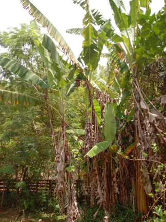 Imagem Chácara com 2 Quartos à Venda, 6.500 m² em Mato Dentro - Jundiaí