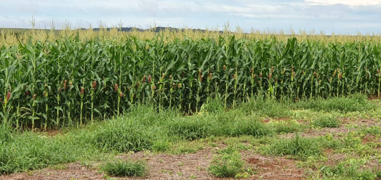 Imagem Fazenda à Venda, em Poxoréo Imagem Fazenda à Venda, em Poxoréo