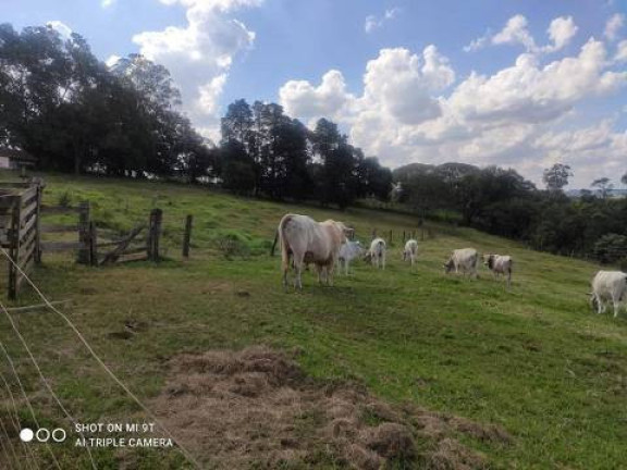 Imagem Chácara com 4 Quartos à Venda, 2.000 m² em Alambari