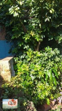 Imagem Casa com 2 Quartos à Venda, 67 m² em Vila Tibiriçá - Santo André Imagem Casa com 2 Quartos à Venda, 67 m² em Vila Tibiriçá - Santo André