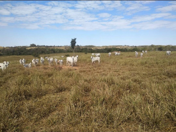 Imagem Fazenda à Venda, 411 m² em Nobres Imagem Fazenda à Venda, 411 m² em Nobres