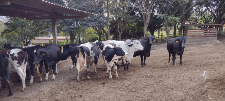 Fazenda à Venda, 100 m² em São Francisco - Passos