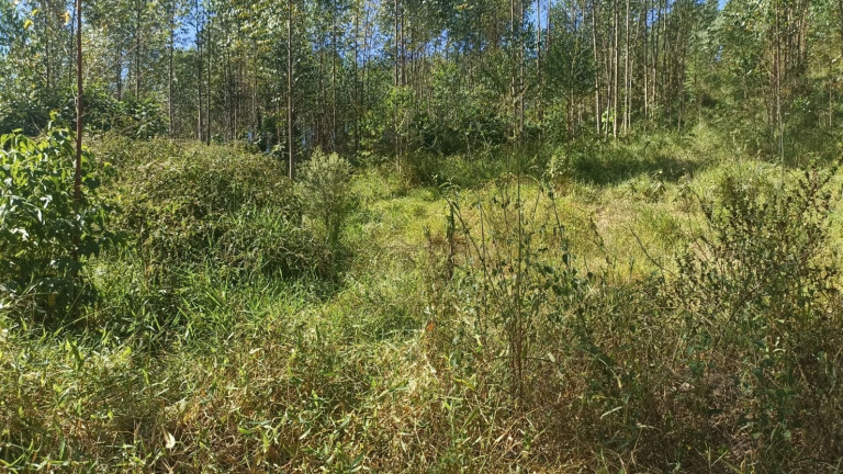 Imagem Chácara com 1 Quarto à Venda, 200 m² em Mirandão - Paraibuna