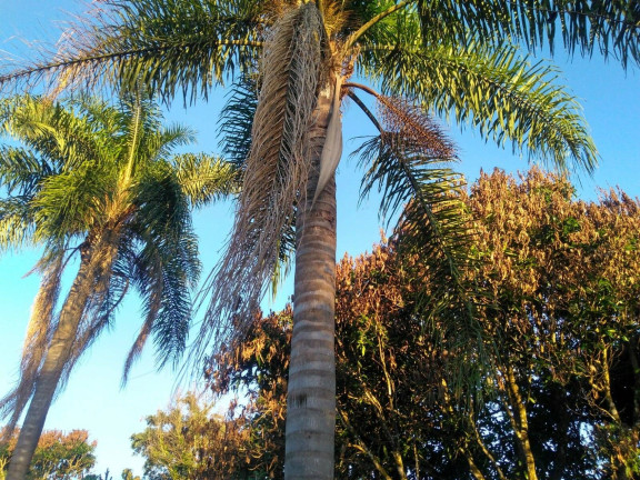 Imagem Chácara com 2 Quartos à Venda, 1.180 m² em Campo Do Meio - Araçoiaba Da Serra Imagem Chácara com 2 Quartos à Venda, 1.180 m² em Campo Do Meio - Araçoiaba Da Serra