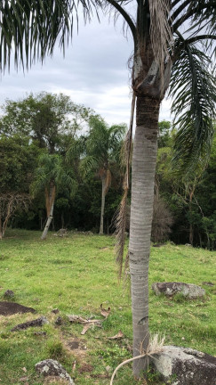 Imagem Terreno à Venda, 10.000 m² em Macacu - Garopaba Imagem Terreno à Venda, 10.000 m² em Macacu - Garopaba
