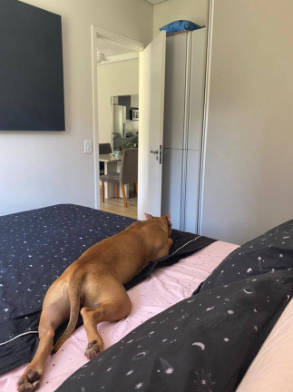 Imagem Apartamento com 1 Quarto à Venda, 44 m² em Vila Andrade - São Paulo Imagem Apartamento com 1 Quarto à Venda, 44 m² em Vila Andrade - São Paulo