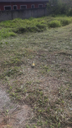 Imagem Terreno à Venda, 250 m² em Jardim Dulce - Guararema Imagem Terreno à Venda, 250 m² em Jardim Dulce - Guararema