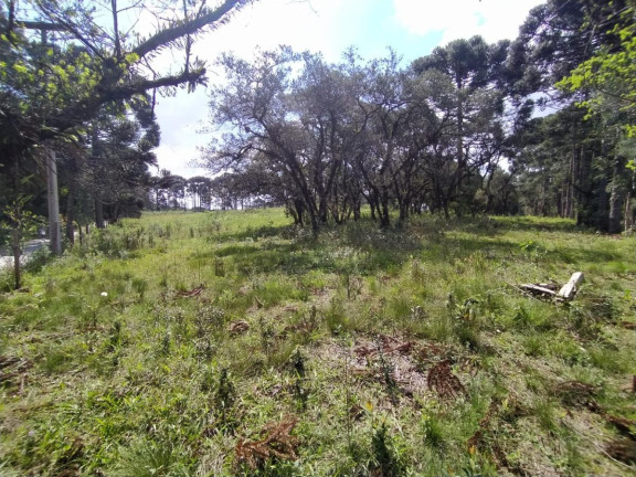 Imagem Terreno à Venda, 5.000 m² em Contenda - São José Dos Pinhais