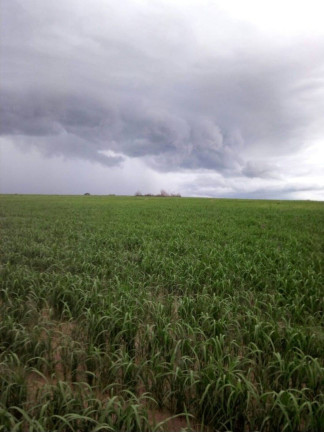 Imagem Fazenda à Venda, em Poxoréo Imagem Fazenda à Venda, em Poxoréo