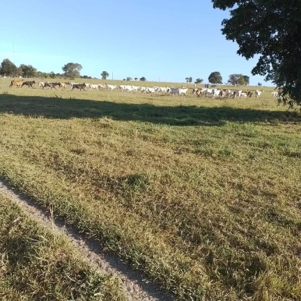 Imagem Fazenda à Venda, 189 m² em Zona Rural - Canabrava Do Norte Imagem Fazenda à Venda, 189 m² em Zona Rural - Canabrava Do Norte