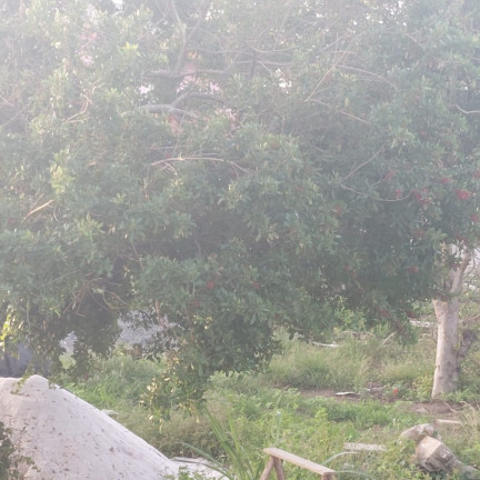 Imagem Terreno à Venda, 1.080 m² em Santa Mônica - Guarapari Imagem Terreno à Venda, 1.080 m² em Santa Mônica - Guarapari