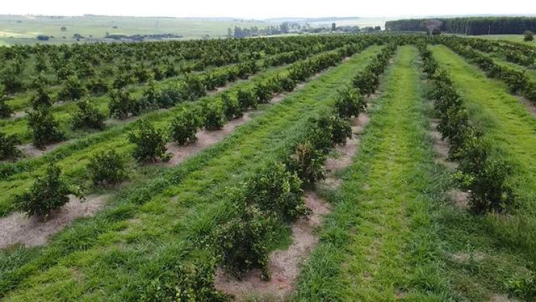 Imagem Fazenda à Venda, 121 m² em Rio Pardo - águas De Santa Bárbara Imagem Fazenda à Venda, 121 m² em Rio Pardo - águas De Santa Bárbara