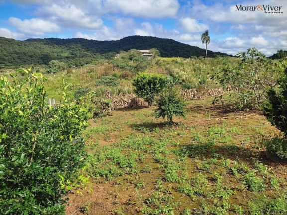 Imagem Chácara à Venda, 3.000 m² em Campestre Da Faxina - São José Dos Pinhais