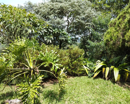 Imagem Chácara com 3 Quartos à Venda, 8.000 m² em Terra Preta (terra Preta) - Mairiporã Imagem Chácara com 3 Quartos à Venda, 8.000 m² em Terra Preta (terra Preta) - Mairiporã