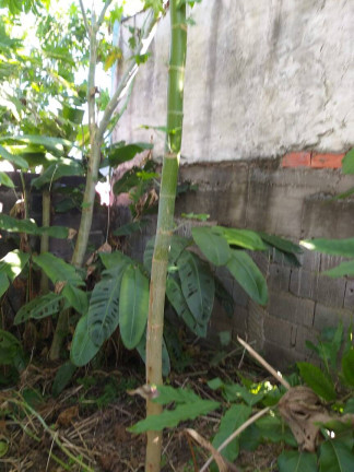 Imagem Terreno à Venda, 240 m² em Taboão - São Bernardo Do Campo