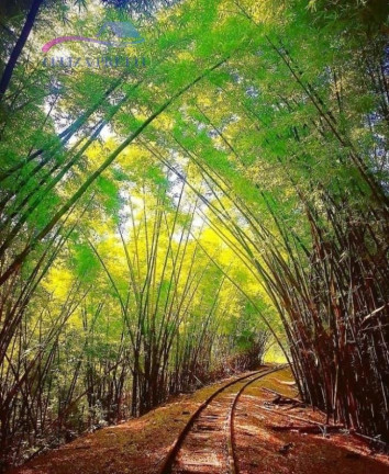Imagem Chácara com 3 Quartos à Venda, 4.000 m² em Biriricas - Domingos Martins Imagem Chácara com 3 Quartos à Venda, 4.000 m² em Biriricas - Domingos Martins