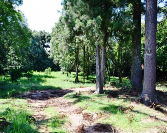 Imagem Imóvel com 4 Quartos à Venda, em Piá - Nova Petrópolis Imagem Imóvel com 4 Quartos à Venda, em Piá - Nova Petrópolis