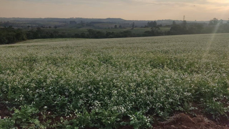 Imagem Fazenda à Venda, 1 m² em Morro Alto - Itapetininga Imagem Fazenda à Venda, 1 m² em Morro Alto - Itapetininga