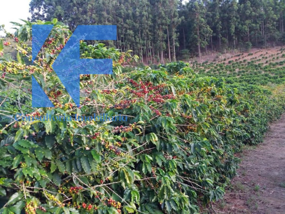 Imagem Imóvel à Venda, em São Caetano Do Lino - Capelinha Imagem Imóvel à Venda, em São Caetano Do Lino - Capelinha