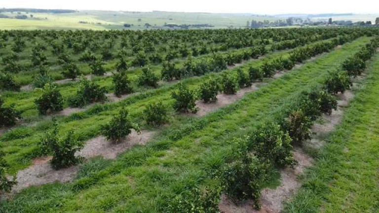 Imagem Fazenda à Venda, 121 m² em Rio Pardo - águas De Santa Bárbara Imagem Fazenda à Venda, 121 m² em Rio Pardo - águas De Santa Bárbara