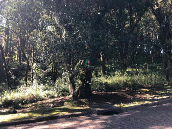 Imagem Terreno à Venda, 744 m² em Pinheiro Grosso - Canela Imagem Terreno à Venda, 744 m² em Pinheiro Grosso - Canela