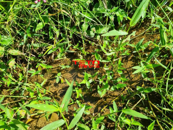 Imagem Terreno à Venda, 11 m² em 1,7 Km Do Parque Das águas - São Lourenço Imagem Terreno à Venda, 11 m² em 1,7 Km Do Parque Das águas - São Lourenço