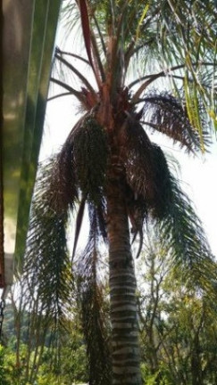 Imagem Chácara com 3 Quartos à Venda, 1 m² em Terra Preta - Mairiporã Imagem Chácara com 3 Quartos à Venda, 1 m² em Terra Preta - Mairiporã