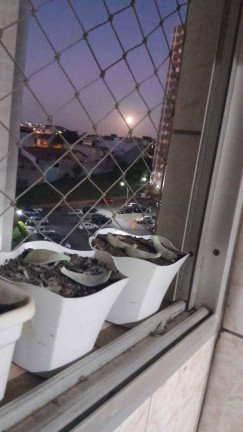 Imagem Apartamento com 3 Quartos à Venda, 69 m² em Jardim Do Estádio - Santo André