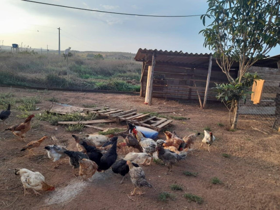 Imagem Chácara com 4 Quartos à Venda, 150 m² em área Rural De Anápolis - Anápolis Imagem Chácara com 4 Quartos à Venda, 150 m² em área Rural De Anápolis - Anápolis