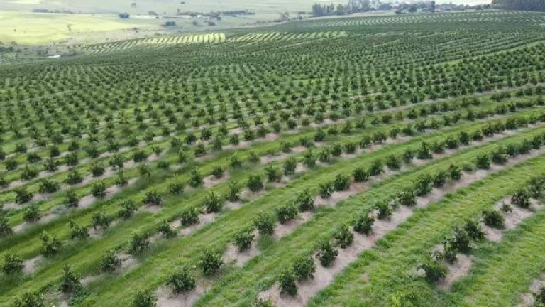 Imagem Fazenda à Venda, 121 m² em Rio Pardo - águas De Santa Bárbara Imagem Fazenda à Venda, 121 m² em Rio Pardo - águas De Santa Bárbara