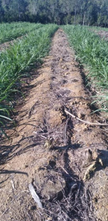 Imagem Chácara à Venda, 19 m² em Rural - Capão Bonito Imagem Chácara à Venda, 19 m² em Rural - Capão Bonito