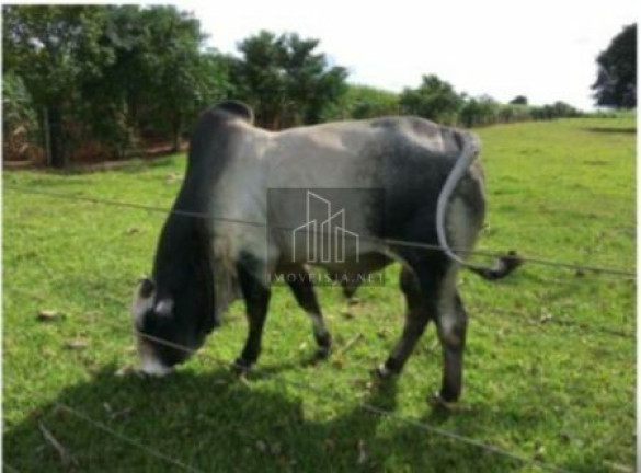 Imagem Imóvel com 5 Quartos à Venda, 98.800 m² em Jardim Lucila - Tatuí Imagem Imóvel com 5 Quartos à Venda, 98.800 m² em Jardim Lucila - Tatuí