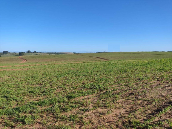 Imagem Chácara à Venda, em Zona Rural - Aparecida Do Taboado Imagem Chácara à Venda, em Zona Rural - Aparecida Do Taboado