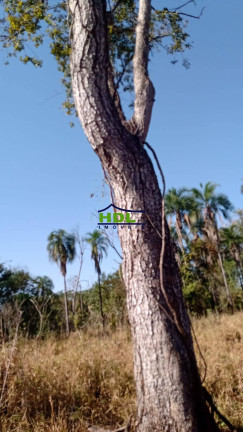 Imagem Fazenda à Venda,  em Zona Rural - Coxim