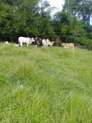 Imagem Chácara com 4 Quartos à Venda, 100 m² em Santa Terezinha - São Luíz Do Paraitinga Imagem Chácara com 4 Quartos à Venda, 100 m² em Santa Terezinha - São Luíz Do Paraitinga