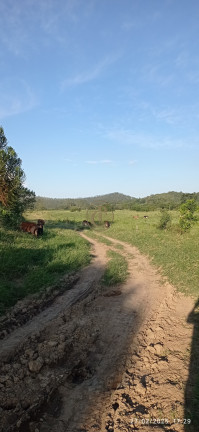 Imagem Fazenda à Venda, 1.010.000 m² em Jardim São Dimas - São José Dos Campos